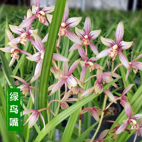 綠鳥嘴蘭 室內盆栽的芬芳之選，輕松體驗花卉租借新時尚