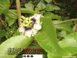 深圳園林與綠植租擺服務全解析 從花卉公司到一體化解決方案